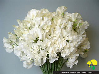 Lathyrus odoratus Royal White.JPG